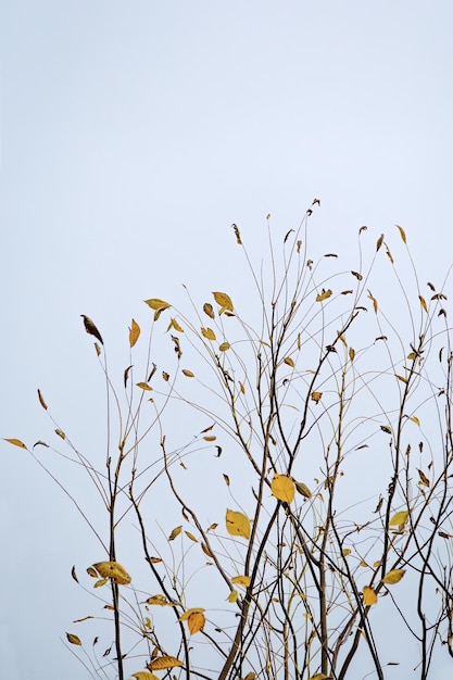 Belleza restringida de la naturaleza hojas amarillas de otoño en las ramas de los árboles contra un cielo azul sombrío