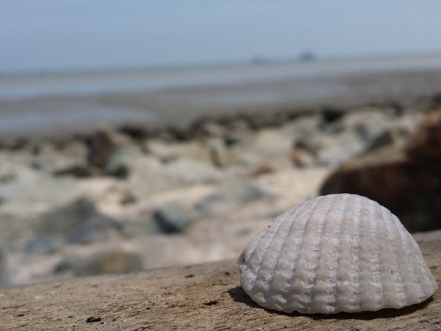 La belleza de Seashell