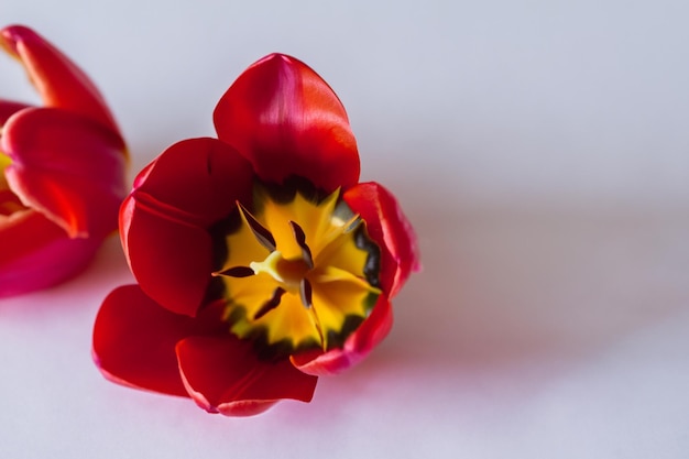 Belleza de tulipán rojo en papel en blanco