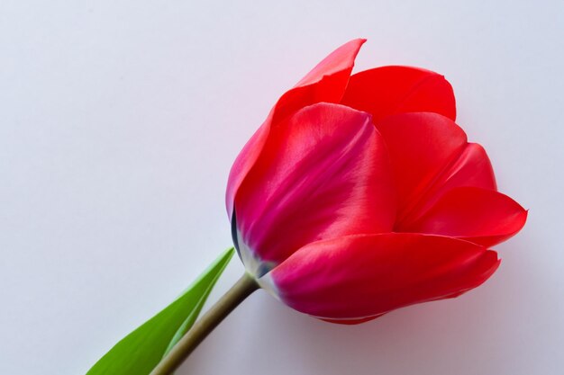 Belleza de tulipán rojo en papel en blanco