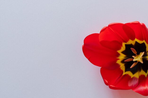 Belleza de tulipán rojo en papel en blanco