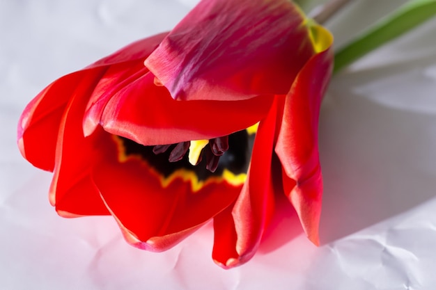 Belleza de tulipán rojo en papel en blanco