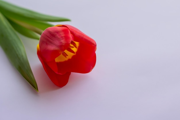 Belleza de tulipán rojo en papel en blanco