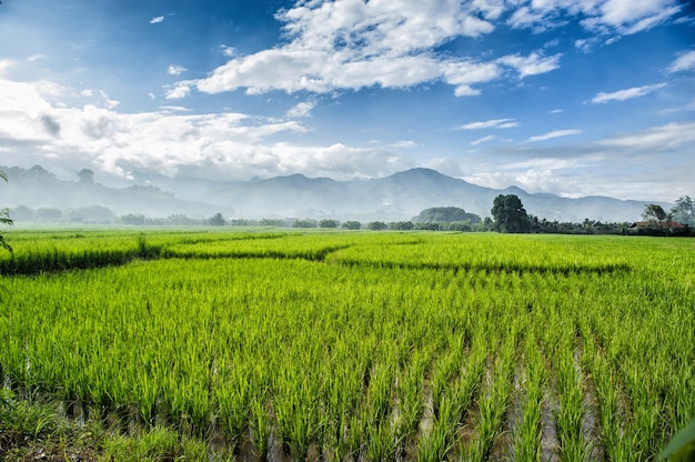 Foto belleza vista a la montaña con plantación de arroz verde