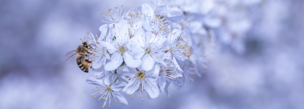 Belleza zumbante Un primer plano de una abeja en una flor de árbol frutal