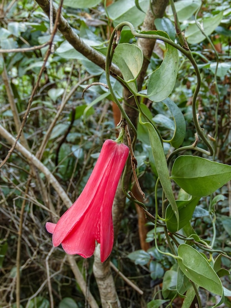 Bellflower chileno o copihue en el bosque de pinos de un cerro costero sur