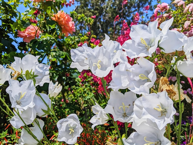 Foto bellflowers y rosas blancas en el jardín soleado de bokeh