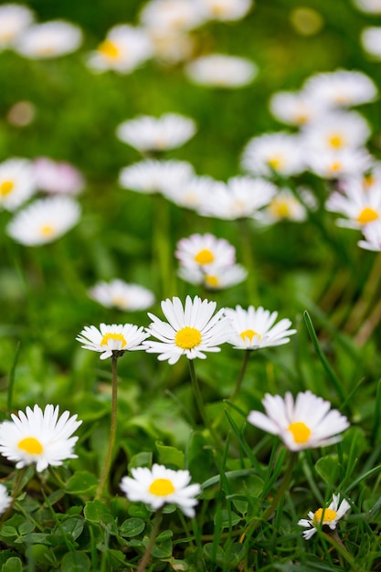 Bellis en el césped