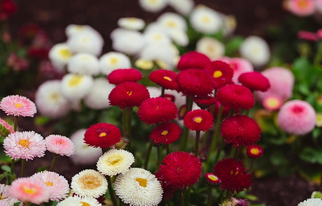 Bellis perennis margarida no jardim