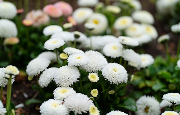 Bellis perennis pomponette llamada la margarita floreciente