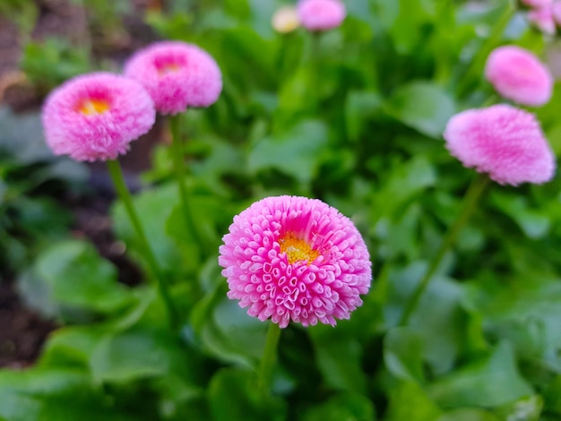 Bellis perennis rosa en el prado en primer plano