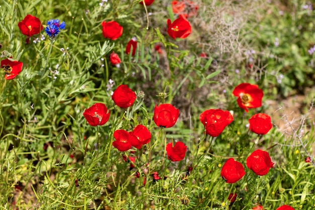 Bellos tulipanes adaptados al clima de estepa