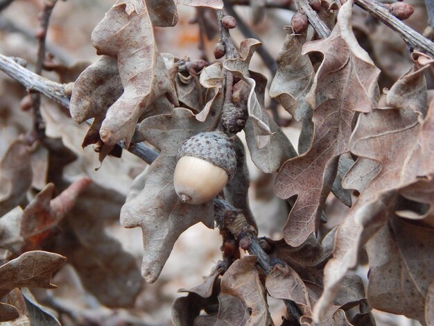 Una bellota cuelga de la rama de un árbol.