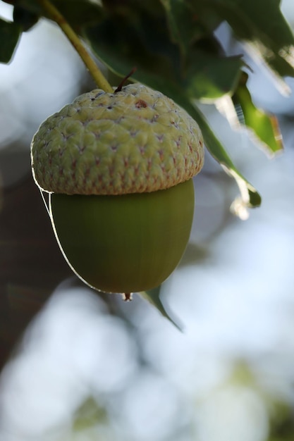 Bellota fresca y joven en el árbol