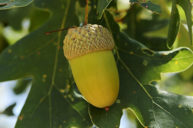 Bellota fresca y joven en el árbol