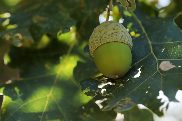 Bellota fresca y joven en el árbol