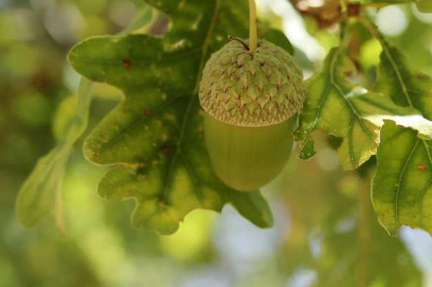 Bellota fresca y joven en el árbol