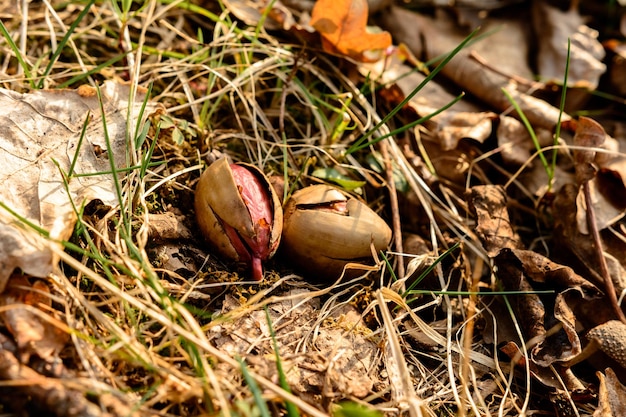 La bellota puso una raíz entre las hojas en el bosque