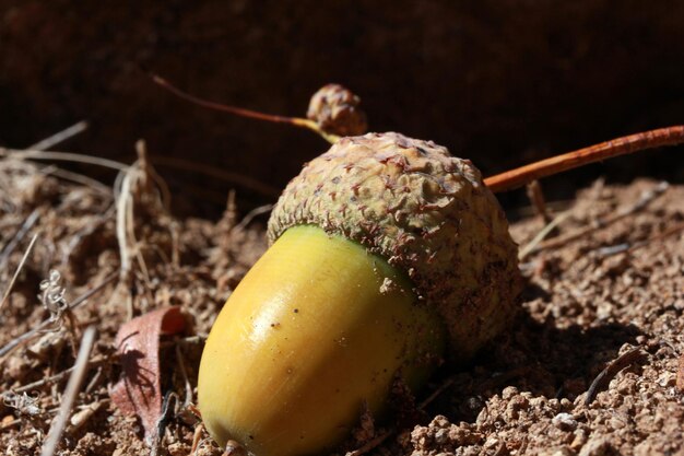 Bellota en el suelo