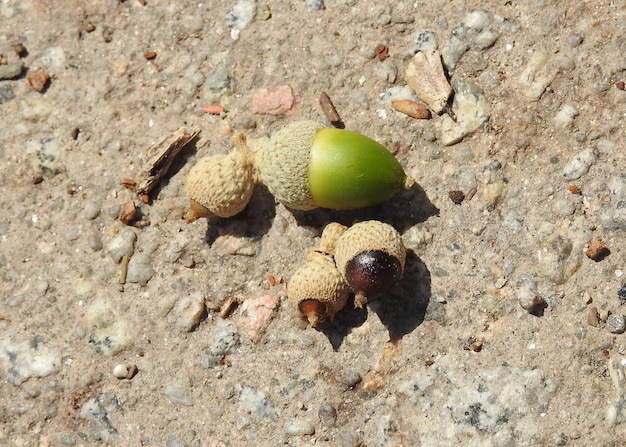 Bellotas en el suelo