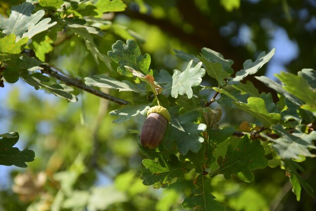 Bellotas en las ramas de los robles en Santiago Park Chile