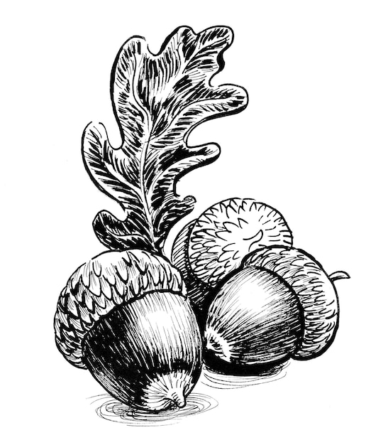 Bellotas y roble. Dibujo a tinta en blanco y negro