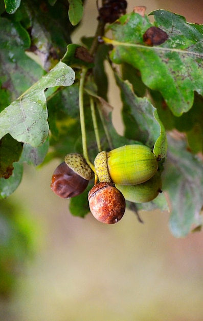 Bellotas de roble en la rama bajo la lluvia de otoño