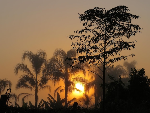 Belo amanhecer com sol entre árvores e nevoeiro