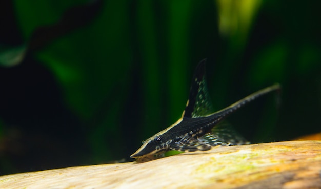 Belo aquário com uma abundância de plantas e habitantes do mundo subaquático.