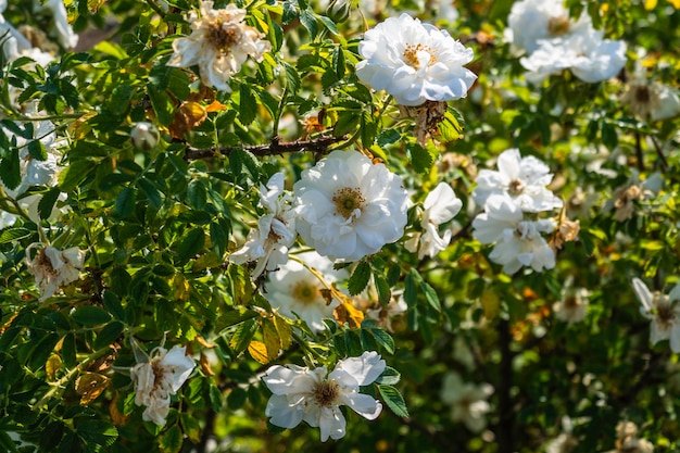 Belo arbusto de rosas brancas em um jardim de primavera.