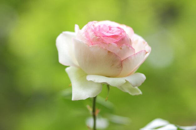 Belo arbusto de rosas cor de rosa em um jardim de primavera Fechamento de uma flor rosa florescendo ao ar livre Rosa rosa no jardim em dia ensolarado