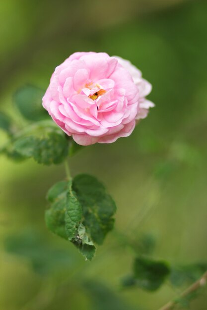 Belo arbusto de rosas cor de rosa em um jardim de primavera Fechamento de uma flor rosa florescendo ao ar livre Rosa rosa no jardim em dia ensolarado