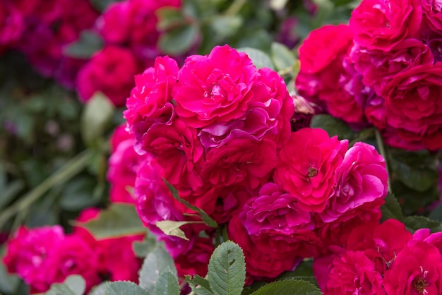 Belo arbusto de rosas vermelhas no jardim em dia ensolarado