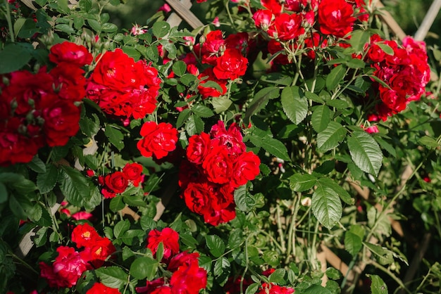 Belo arbusto de rosas vermelhas no jardim matinal de verão no fundo brilhante do dia de verão