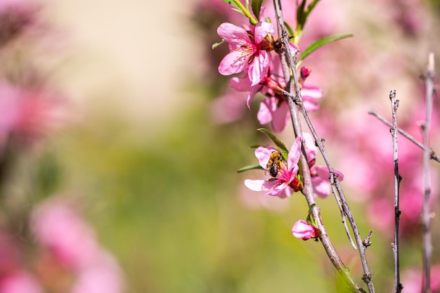 Belo arbusto florescendo de amêndoa cor-de-rosa