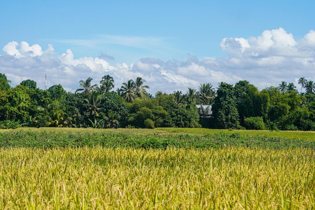 belo arroz verde planta campos de arroz natureza em Tabanan, Bali foto premium