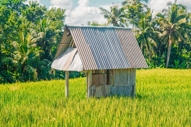 belo arroz verde planta campos de arroz natureza em Tabanan, Bali foto premium