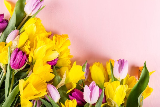 Belo bando de tulipas e narcisos amarelos no fundo rosa