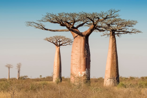 Belo baobab de madagascar. madagáscar. áfrica