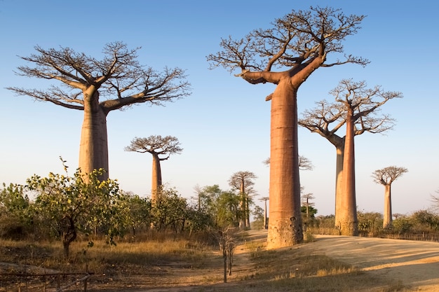 Belo Baobab de Madagascar. Madagáscar. África