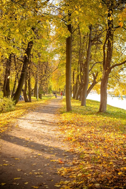 Belo beco romântico em um parque com árvores coloridas e luz solar outono fundo natural b