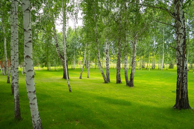 Belo bosque de bétulas de verão sob o sol da tarde