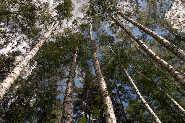 Belo bosque de bétulas na primavera ou verão em um dia ensolarado