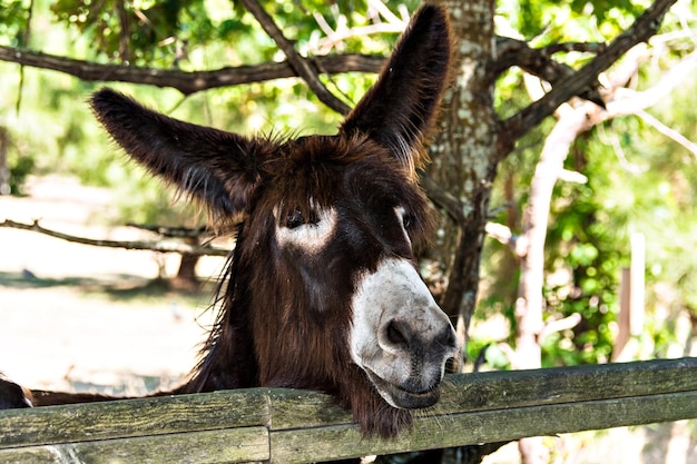 Belo burro olhando atrás da cerca de madeira do curral.