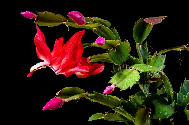 Belo cactus Schlumbergera com flores rosa e folhas verdes