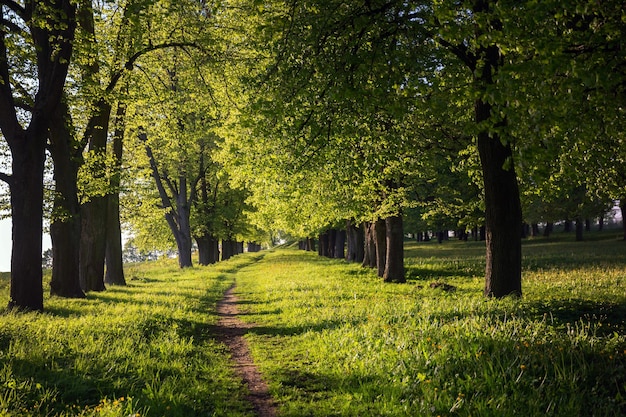 Belo caminho entre a luz do pôr do sol das árvores