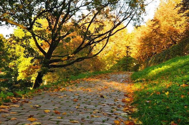 Foto belo caminho na cidade no outono em fulda hessen alemanha