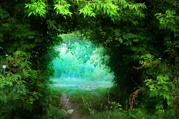 Belo caminho na floresta em verde