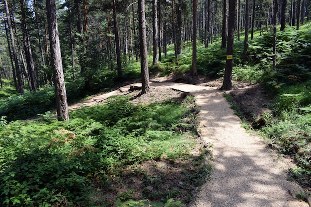 Belo caminho para caminhar e correr na floresta