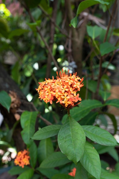 Belo campo com flores vermelhas